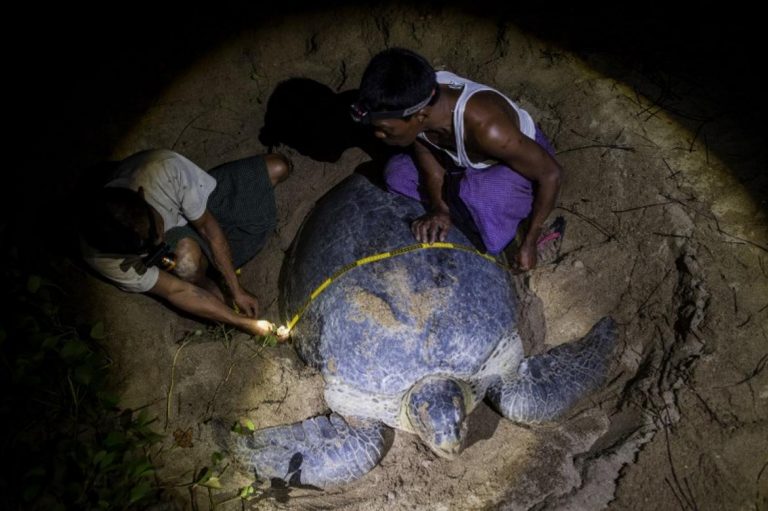 myanmars-sea-turtles-fight-against-the-odds-1582180923