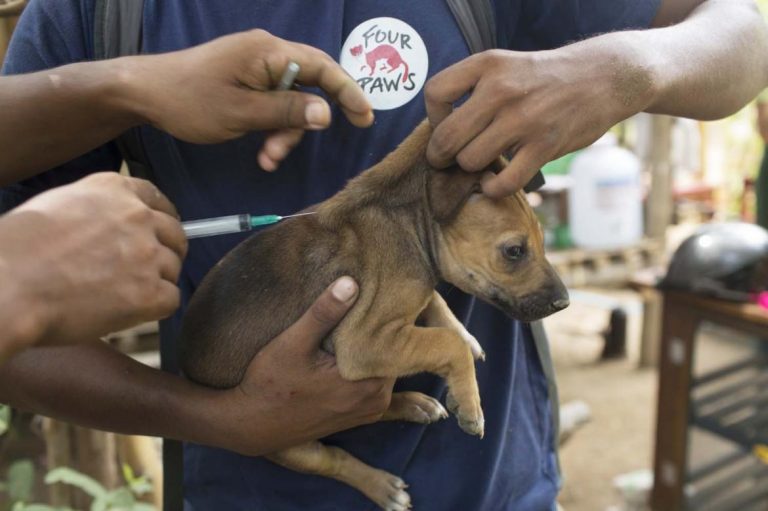 nets-darts-and-vaccines-mobilised-to-fight-rabies-1582181047