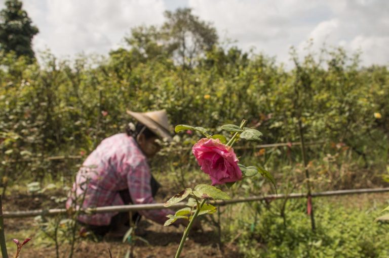 no-bed-of-roses-imports-pose-threat-to-home-grown-flower-blooms-1582184530