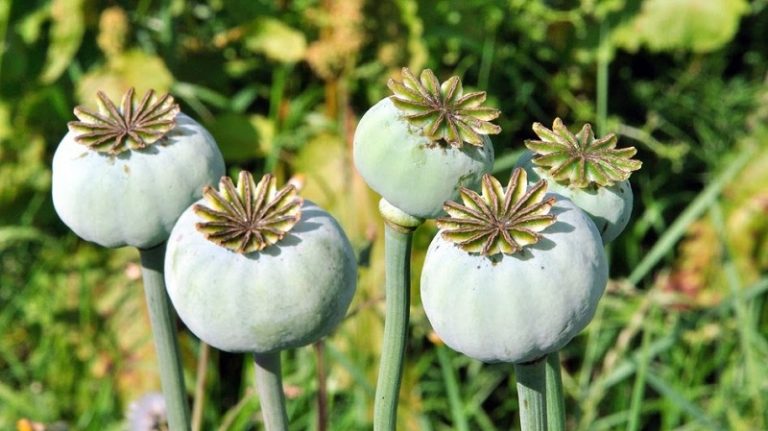 opium-poppy-dangerous-and-infinitely-healing.jpg