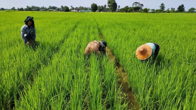 Many farmers and experts are anticipating a lower yield from this year's monsoon paddy crop because farmers have used less inputs, particularly fertiliser. (Frontier)