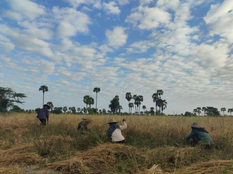 Farmers harvesting paddy in Magway Region's Myaing Township. (Frontier)