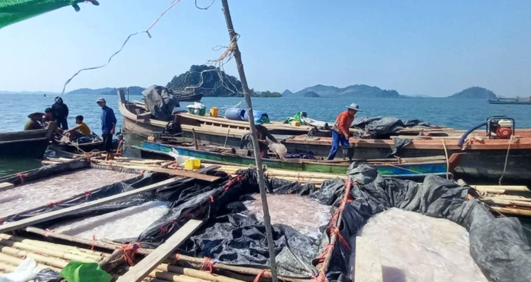 Fishers in the Tanintharyi Region township of Bokpyin fill pools with jellyfish from this year's sizeable haul. (Supplied)