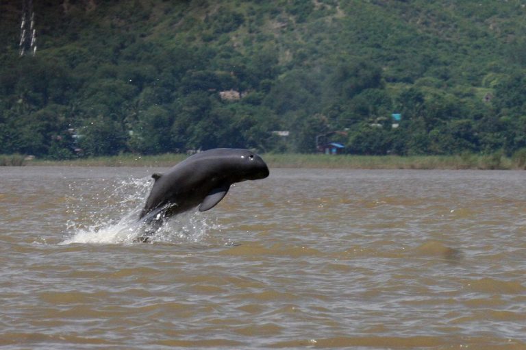 smiling-irrawaddy-dolphins-on-brink-of-extinction-1582188714