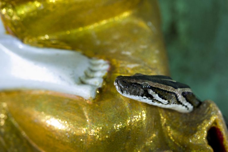 A snake rests on a Buddha statue at a monastery in Yangon Region on September 9, 2018. (AFP)