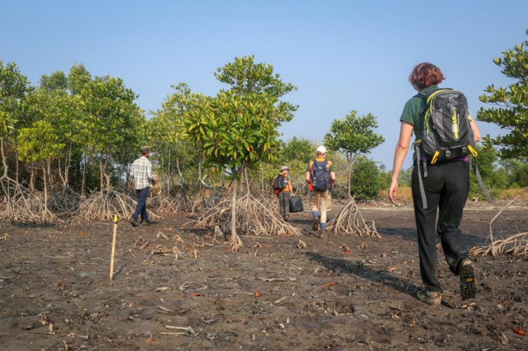 special-drones-and-a-crypto-currency-mangrove-restoration-goes-high-tech-1582182091