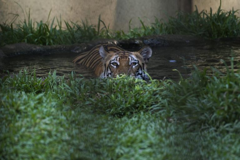 tiger-parts-trade-at-mong-la-tripled-in-8-years-says-watchdog-1582223448