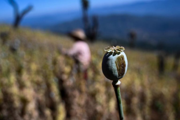 un-opium-survey-distorts-the-facts-says-think-tank-1582203033