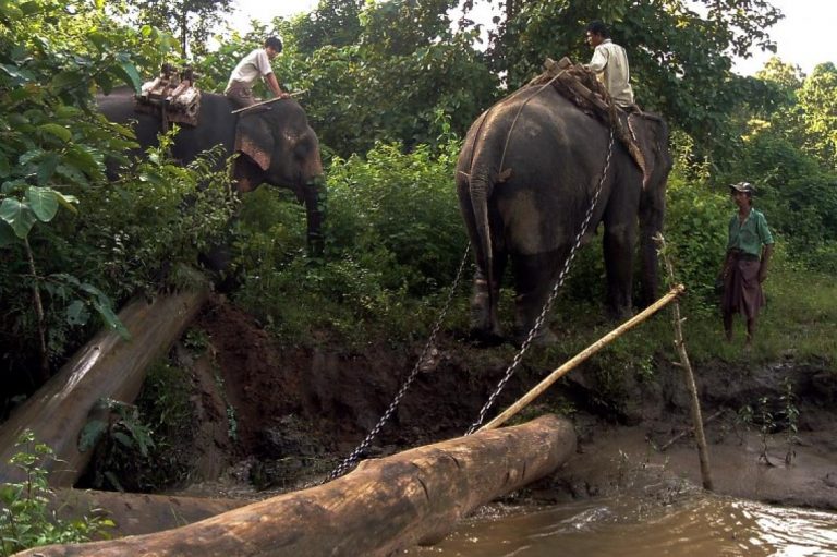 wild-captured-worker-elephants-die-young-in-myanmar-1582207430