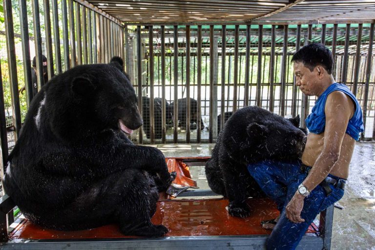 Ko Aung with his Asiatic black bears in Taungoo, Bago Region, on June 30. (Hkun Lat | Frontier)